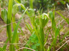 Pterostylis montana