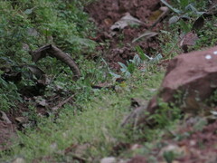 Myioborus brunniceps