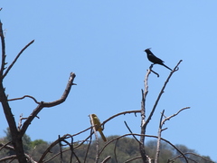 Phainopepla nitens