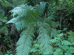 Pteris wallichiana