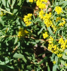 Gutierreziinae