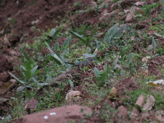 Myioborus brunniceps