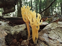 Clavulinopsis corniculata