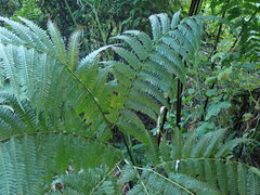 Pteris wallichiana