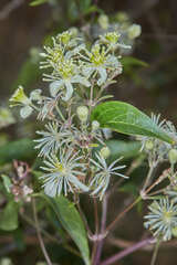 Clematis campestris