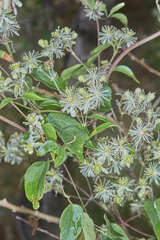 Clematis campestris