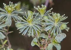 Clematis campestris