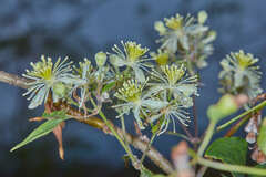 Clematis campestris
