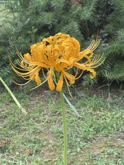Lycoris aurea