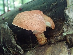 Cystoderma