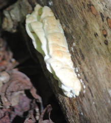 Subantrodia juniperina