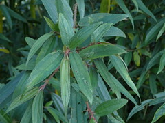 Boehmeria densiflora