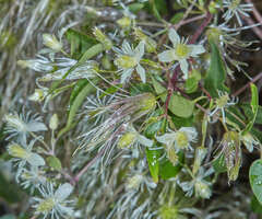 Clematis campestris