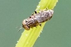 Orthonevra nitida