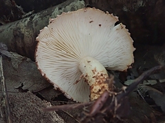 Cystoderma
