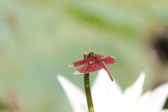 Neurothemis fulvia