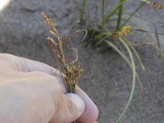 Cyperus schweinitzii