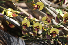 Bossiaea prostrata