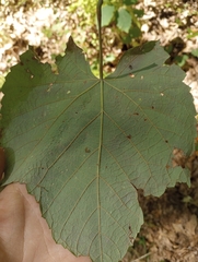 Vitis aestivalis