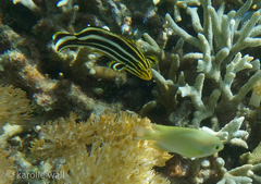 Plectorhinchus vittatus