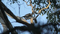 Anthochaera paradoxa paradoxa