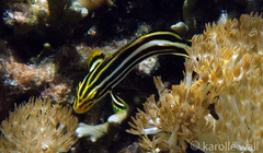 Plectorhinchus vittatus