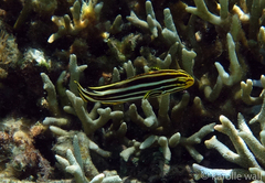 Plectorhinchus vittatus