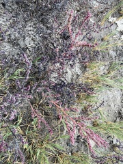 Suaeda calceoliformis