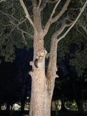 Trichosurus vulpecula