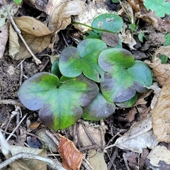 Hepatica nobilis