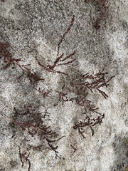 Suaeda calceoliformis