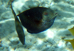 Siganus punctatus