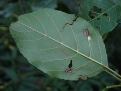 Alnus formosana