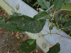Alnus formosana