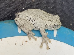 Hyla chrysoscelis