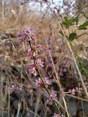 Eriogonum vimineum