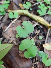Corybas trilobus aggregate