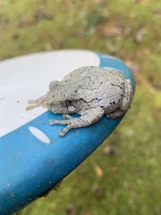 Hyla chrysoscelis