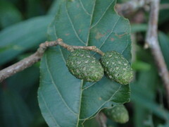 Alnus formosana