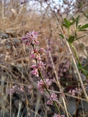 Eriogonum vimineum