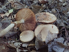 Agrocybe acericola