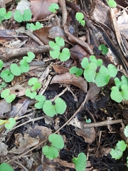 Corybas trilobus aggregate