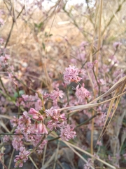 Eriogonum vimineum
