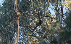 Anthochaera paradoxa