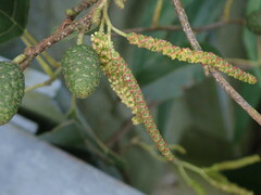 Alnus formosana