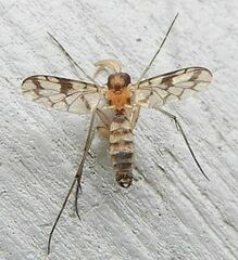 Proceroplatus elegans