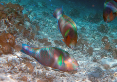 Scarus rivulatus