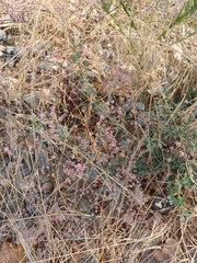Eriogonum vimineum