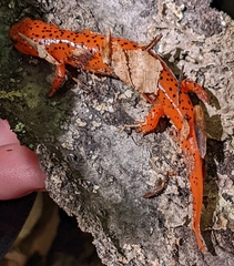 Pseudotriton ruber