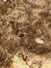 Myrmecia desertorum